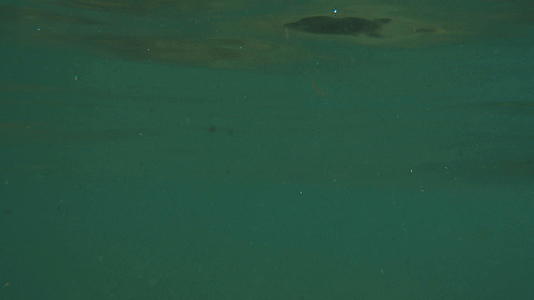 海底4k视频的预览图