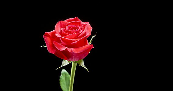 盛开的红玫瑰在黑色背景上慢慢旋转视频的预览图