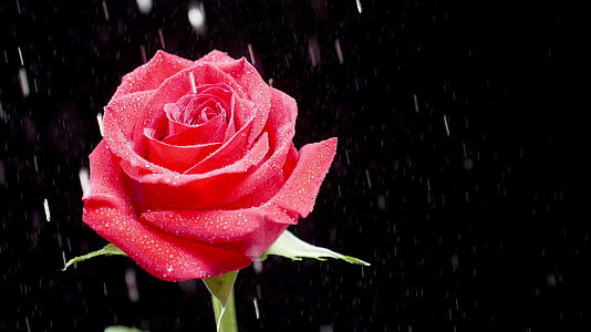 美丽的雨落在黑色背景的红玫瑰上视频的预览图