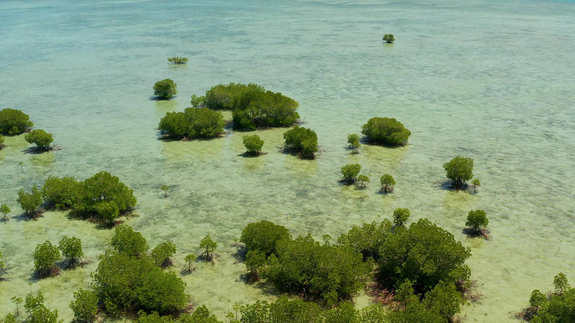 沿海的珊瑚礁菲里ppines上的红树林视频的预览图