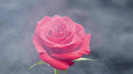 红玫瑰周围的水滴视频的预览图
