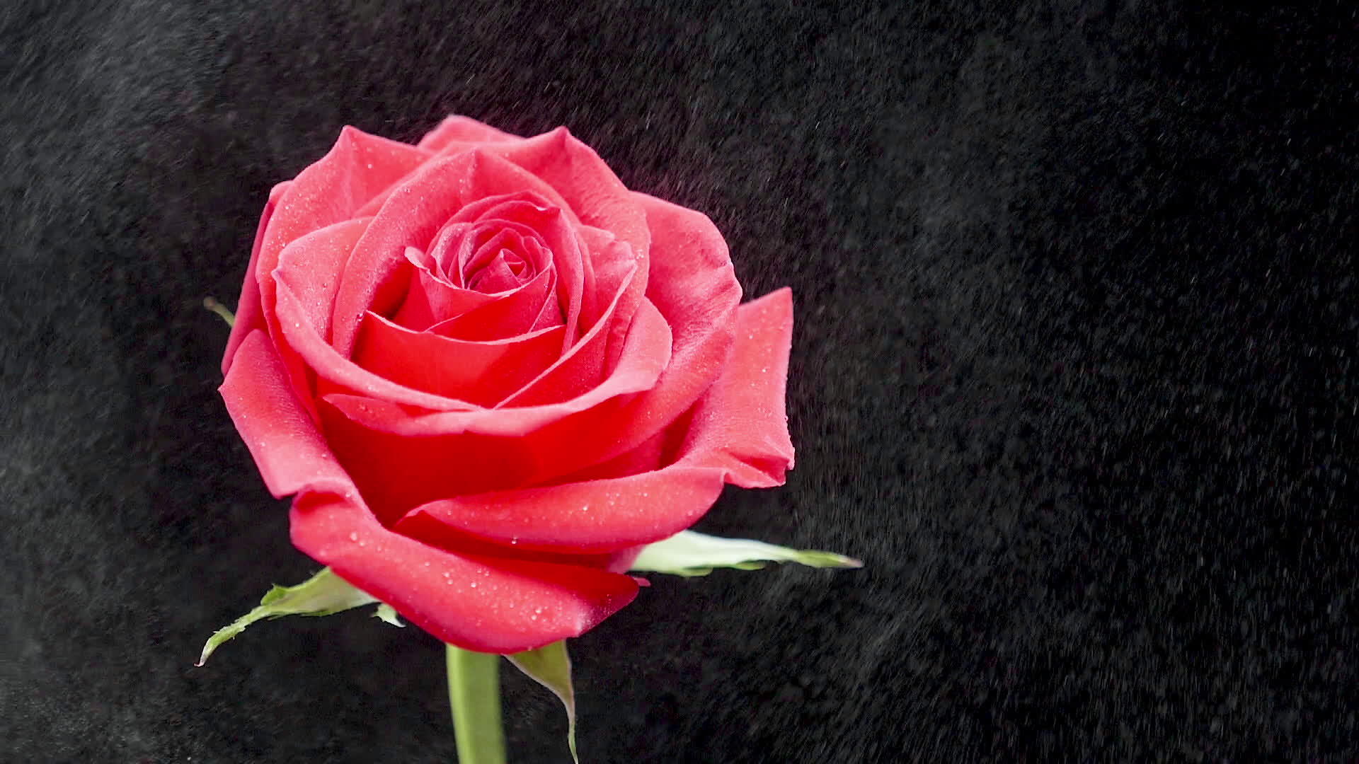 在美丽的红玫瑰上喷水被黑暗的背景隔离视频的预览图