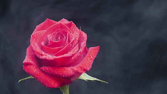 深底的红玫瑰上慢慢弥漫着烟雾视频的预览图