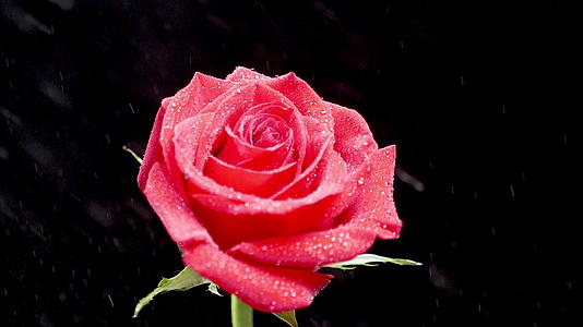从黑色背景的一朵美丽的红玫瑰边上掉下来的水滴视频的预览图