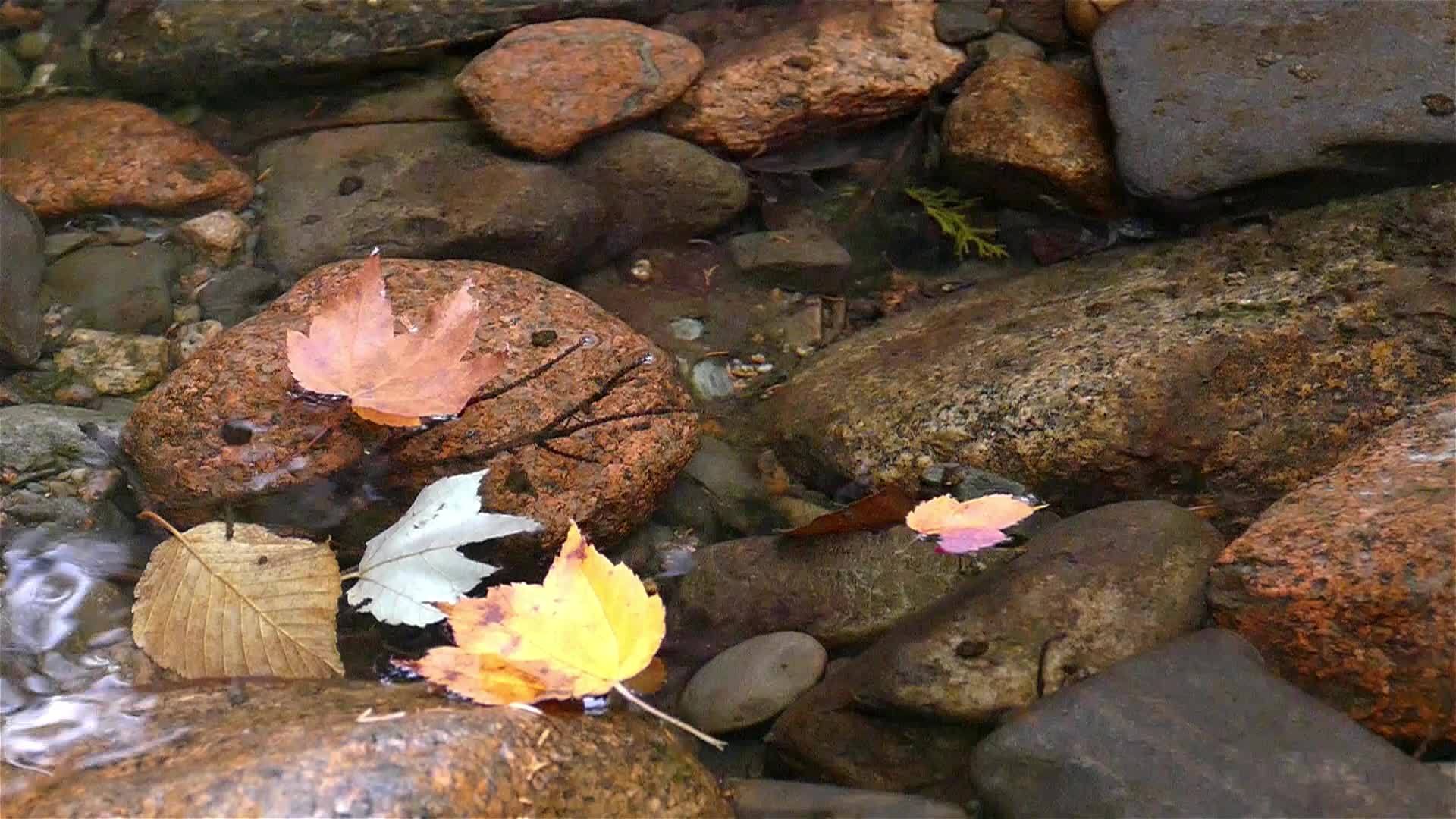河里清澈的水和秋叶视频的预览图