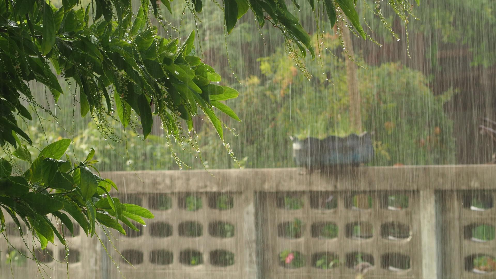 雨季伊始路上的阳光柔和地穿透了美丽的雨4k视频的预览图