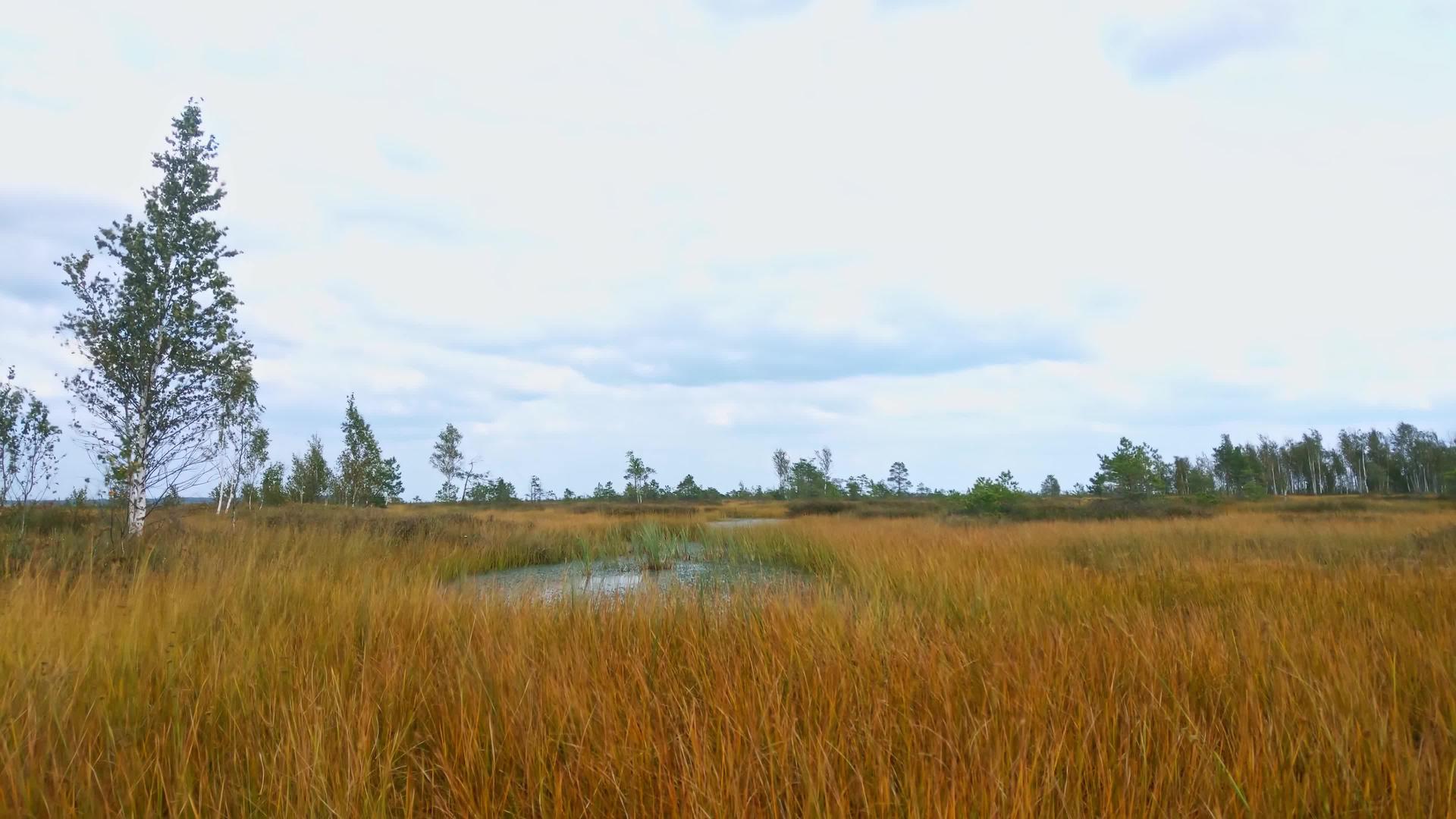 美丽的黄色沼泽在风雨交加的秋天视频的预览图