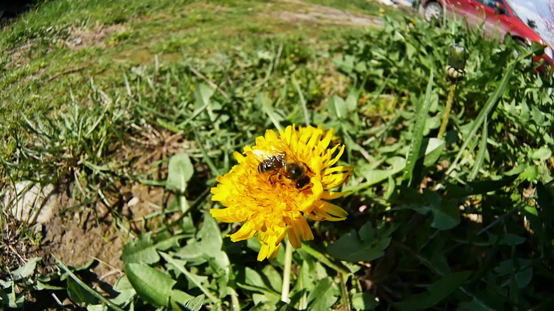 黄花蜜蜂慢慢移动视频的预览图