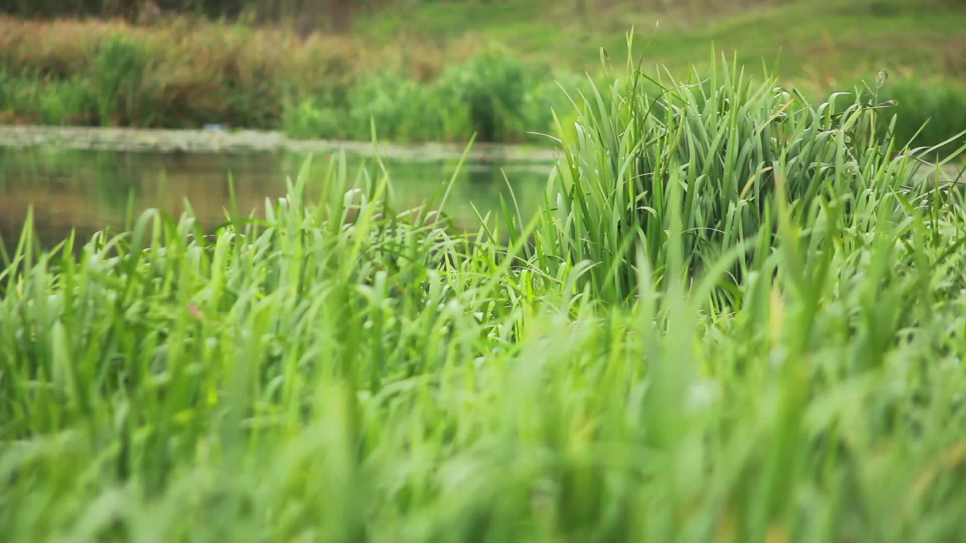 水生绿草视频的预览图