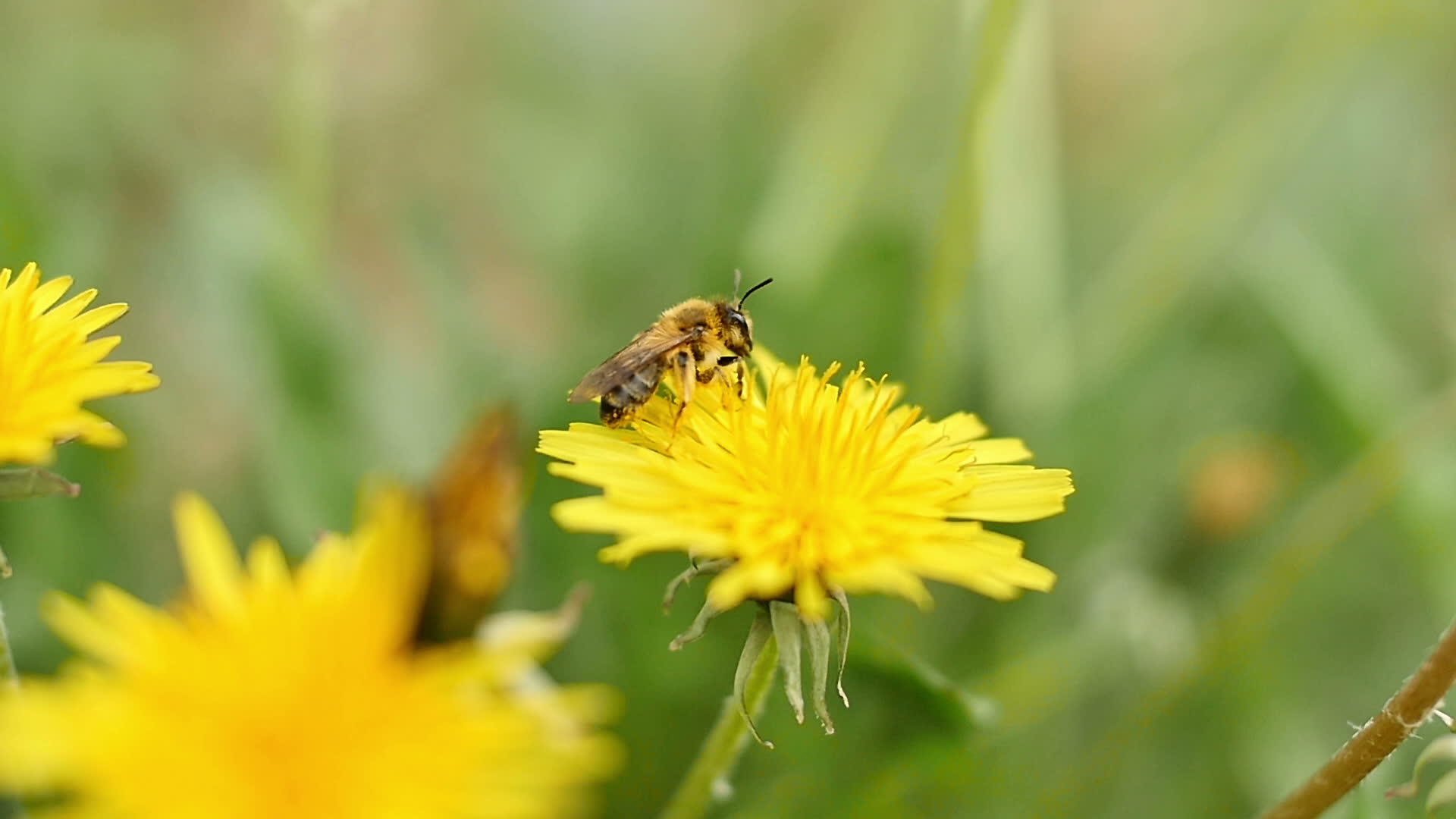 黄花上的蜜蜂视频的预览图