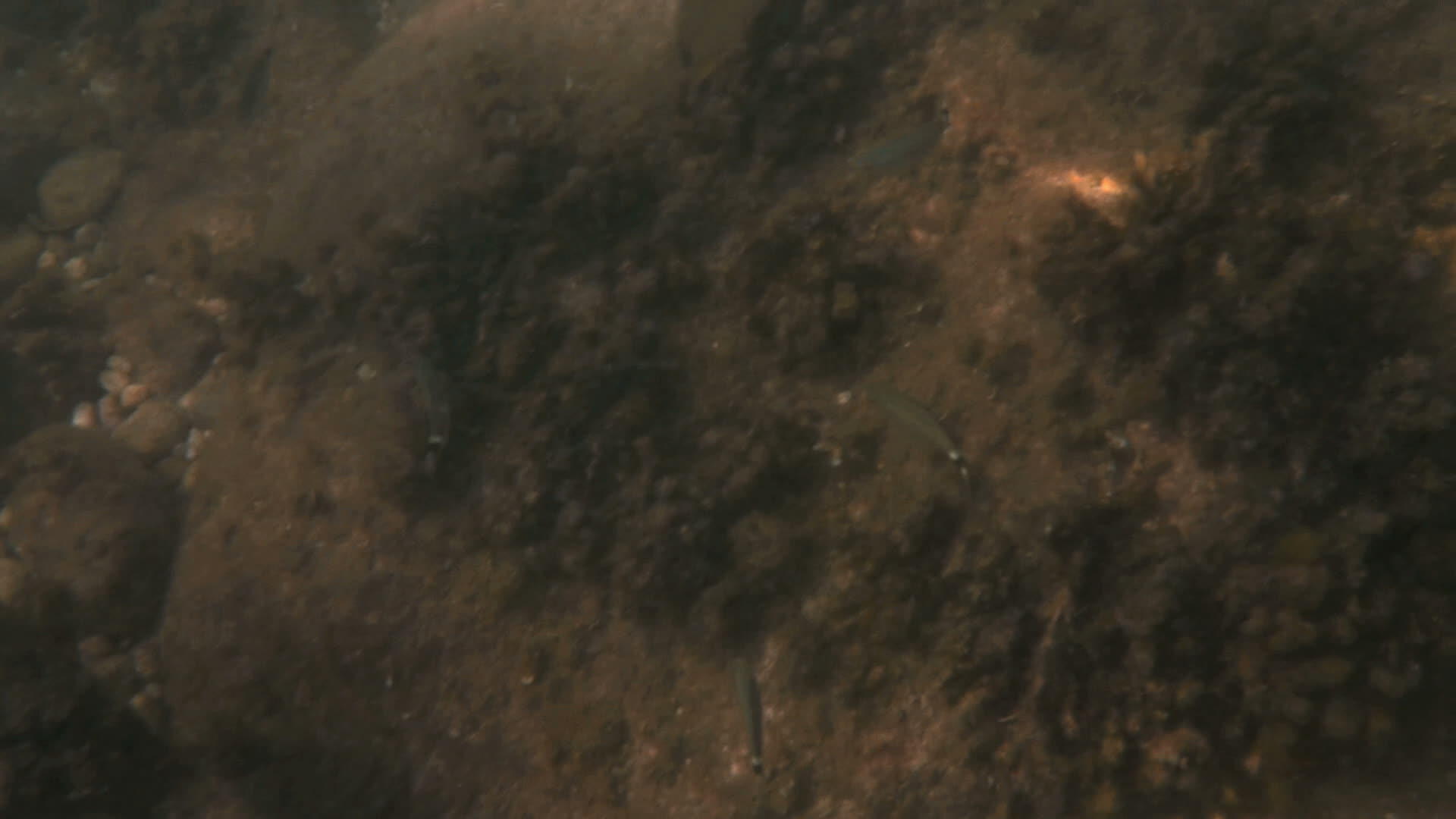 水下海鱼游泳视频的预览图