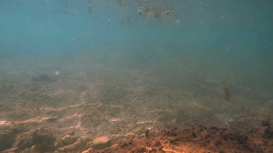 水下海鱼游泳视频的预览图