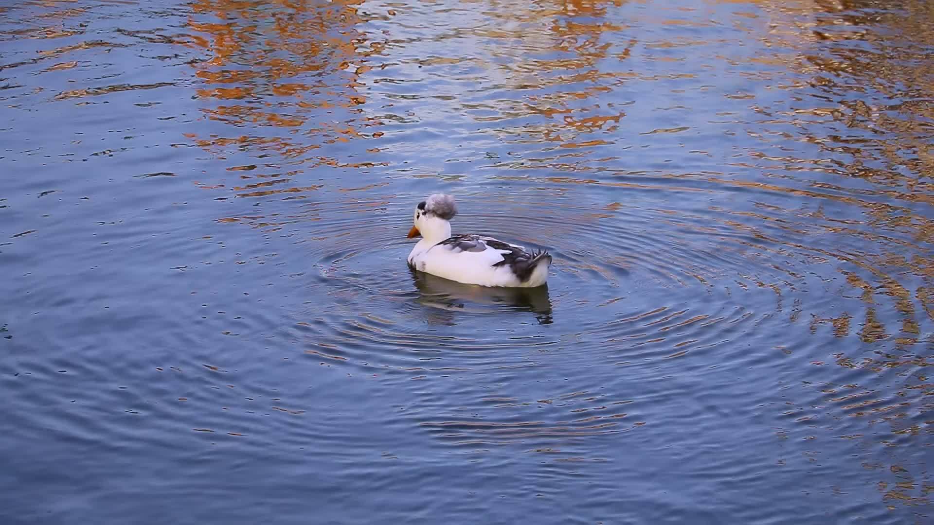 有趣而美丽的鸭子在水中游泳视频的预览图