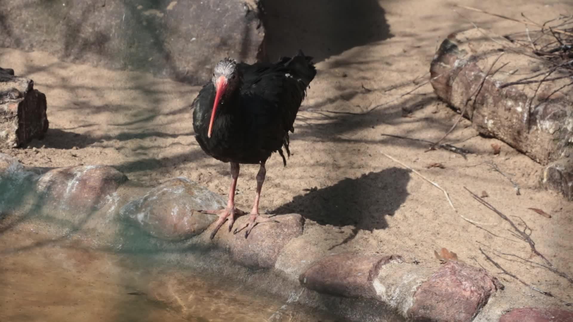 黑鸟长嘴黑鸟喝湖水视频的预览图