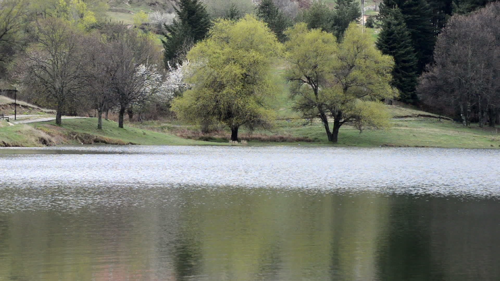 涟漪湖和树木剪影制作垂直线图案视频的预览图