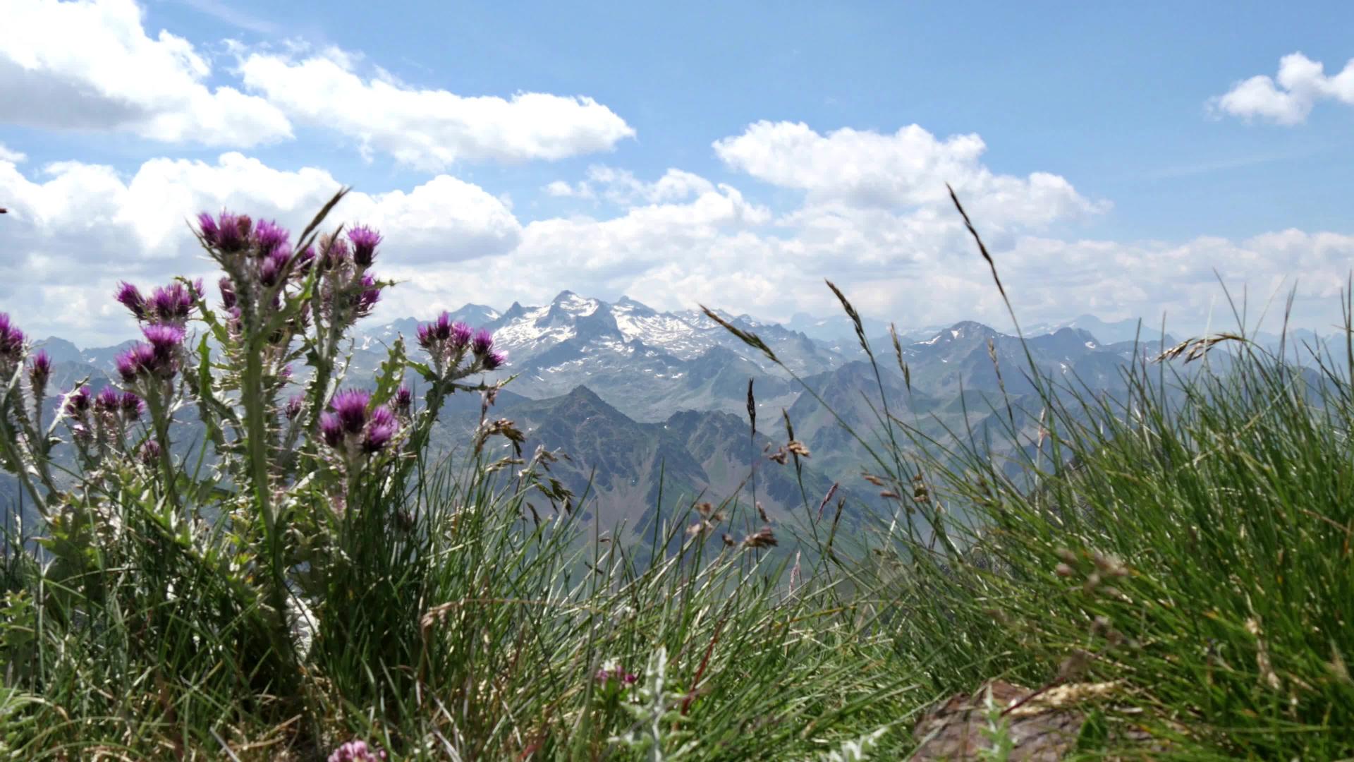 山中美丽的花朵视频的预览图