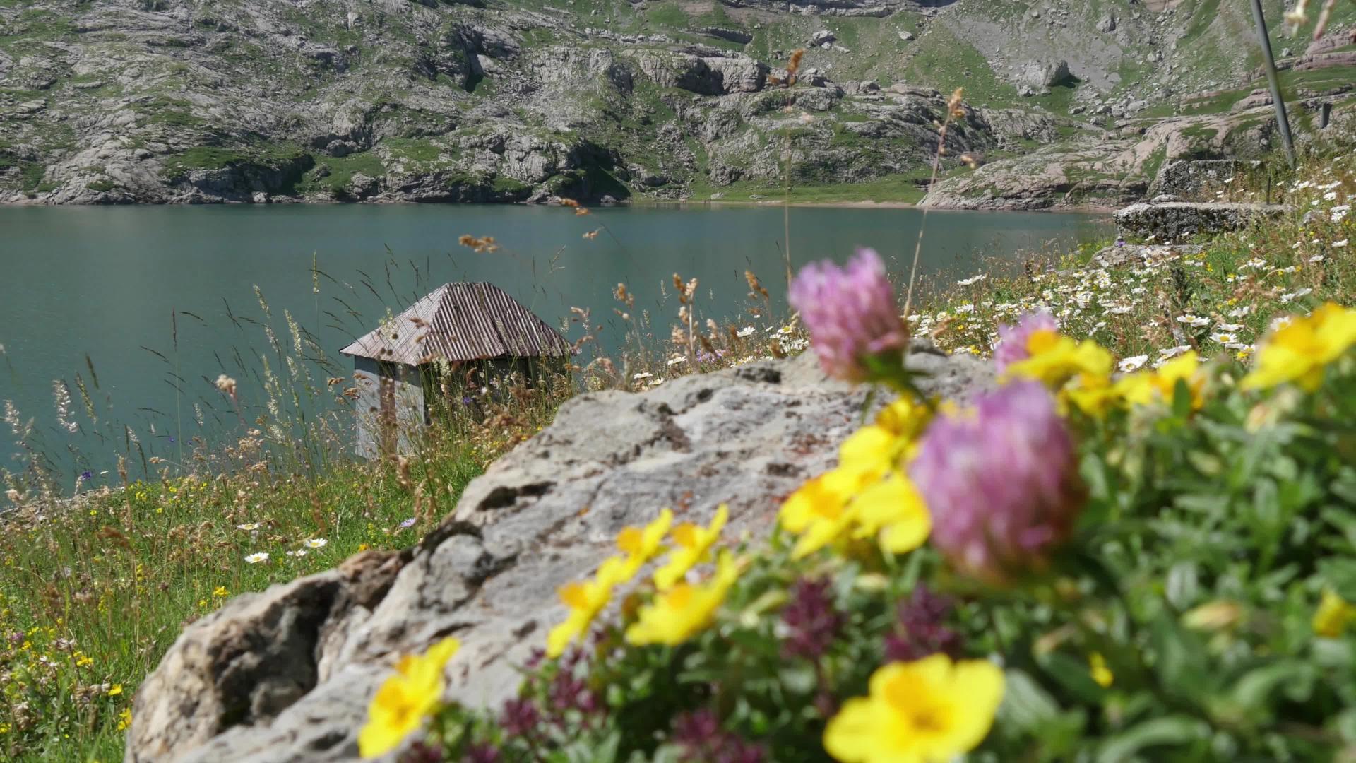 山中美丽的花朵视频的预览图