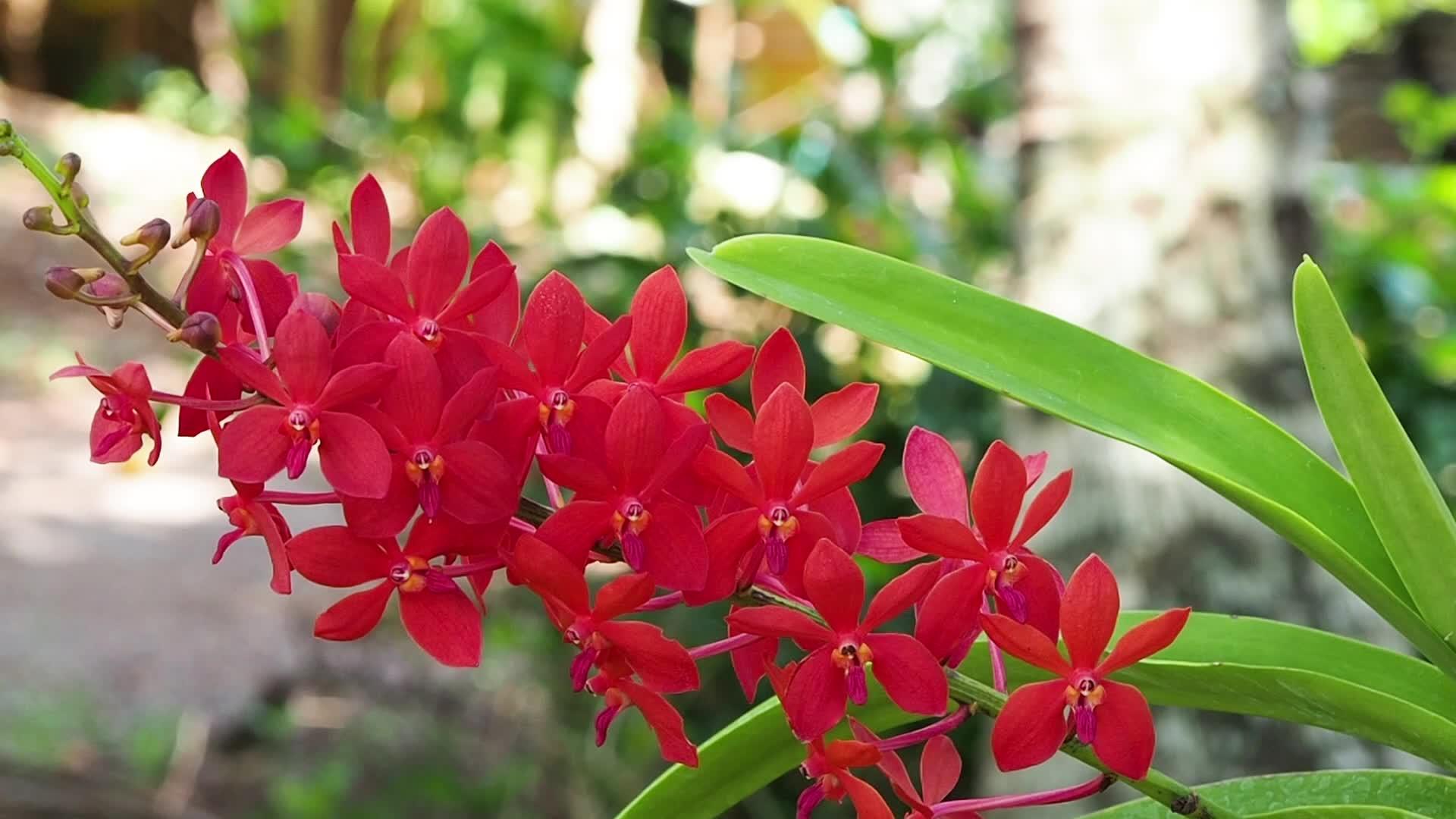 明亮的红色兰花在花园里视频的预览图