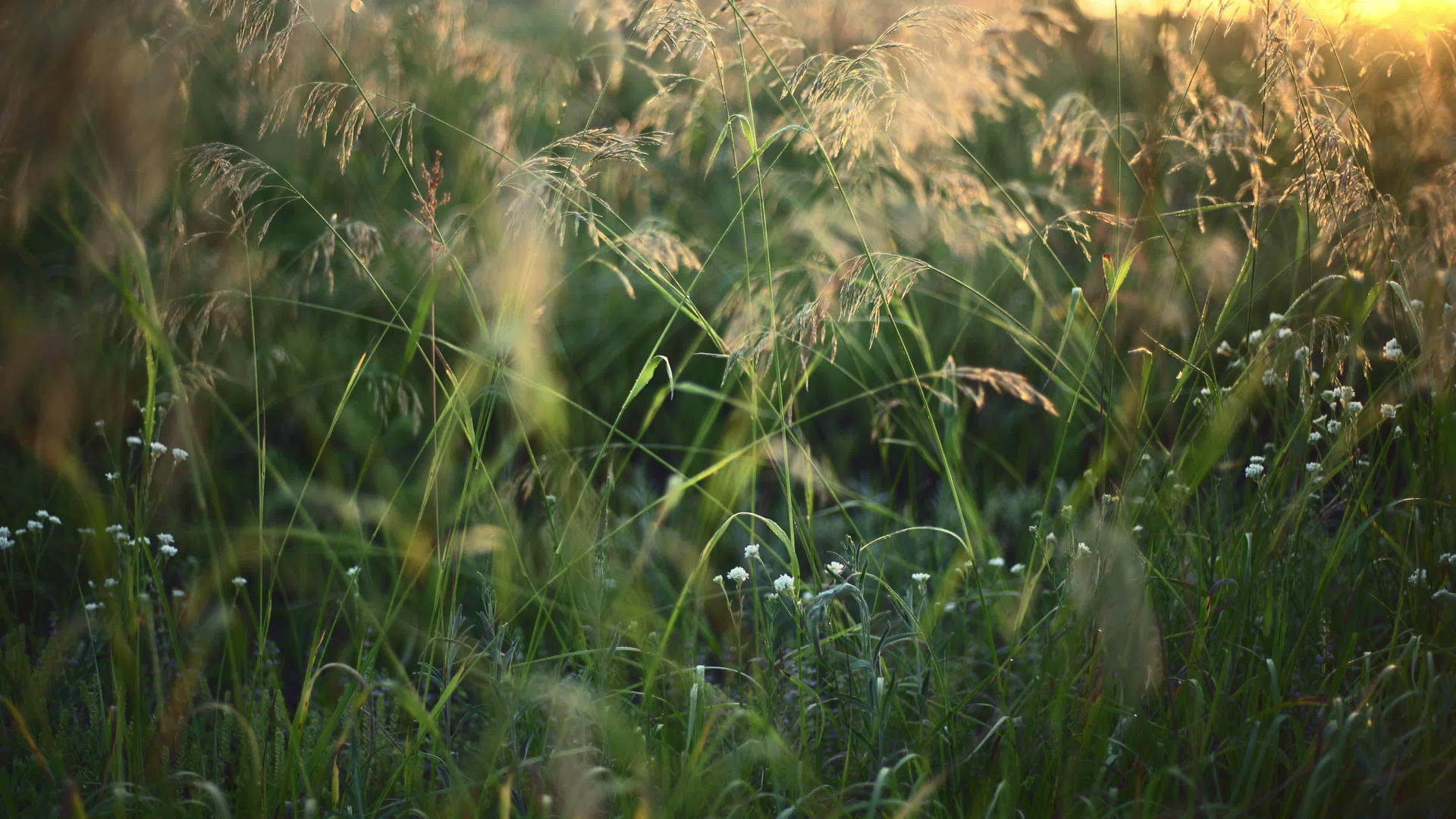 清晨有小溪的草苗视频的预览图