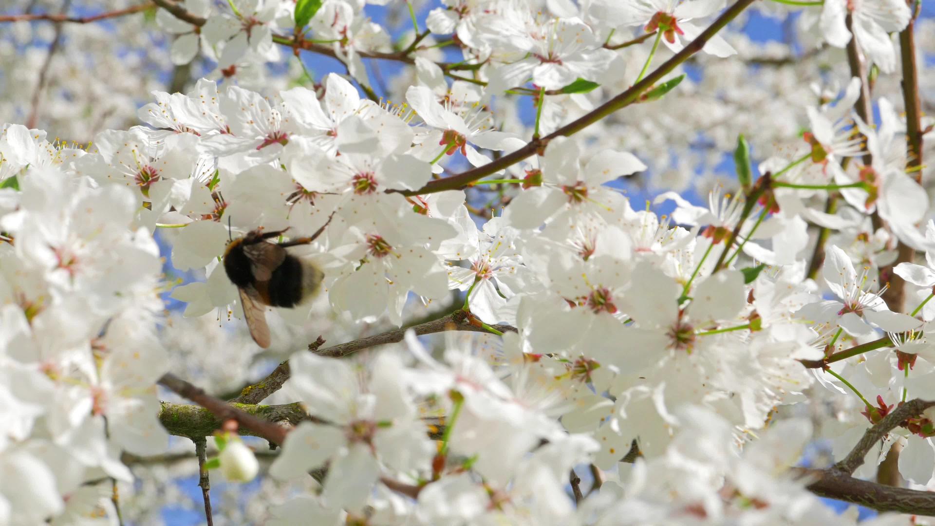大黄蜂从苹果花中收集花粉视频的预览图