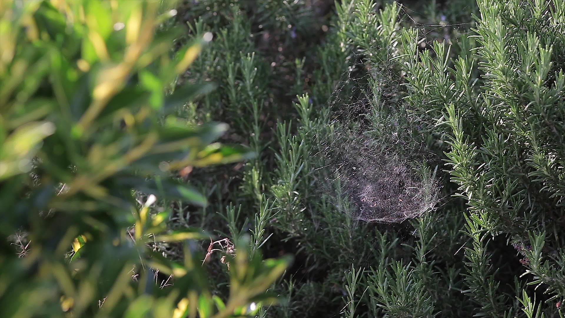 植物上的蜘蛛网视频的预览图