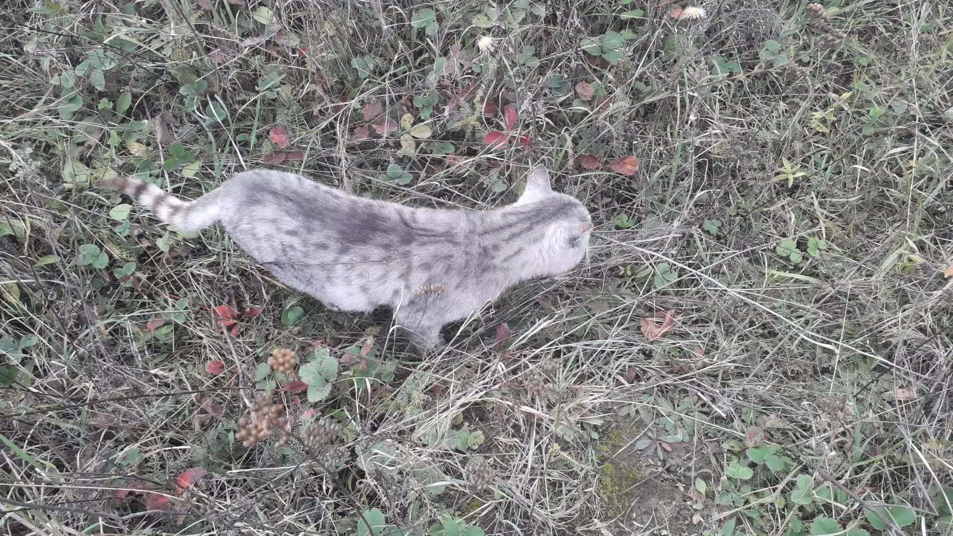 猫站在草地上摇尾巴视频的预览图