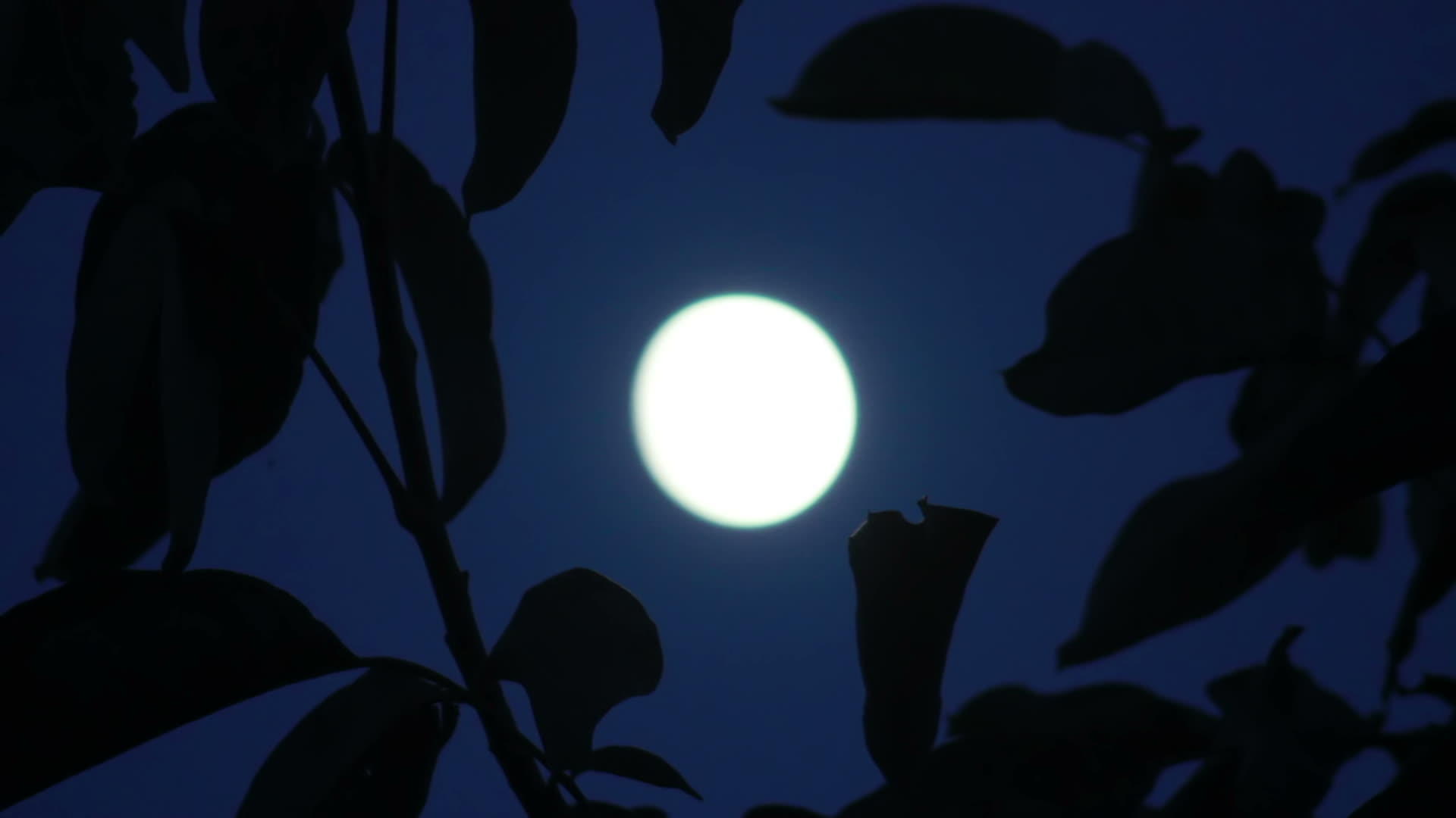 月亮在树上视频的预览图