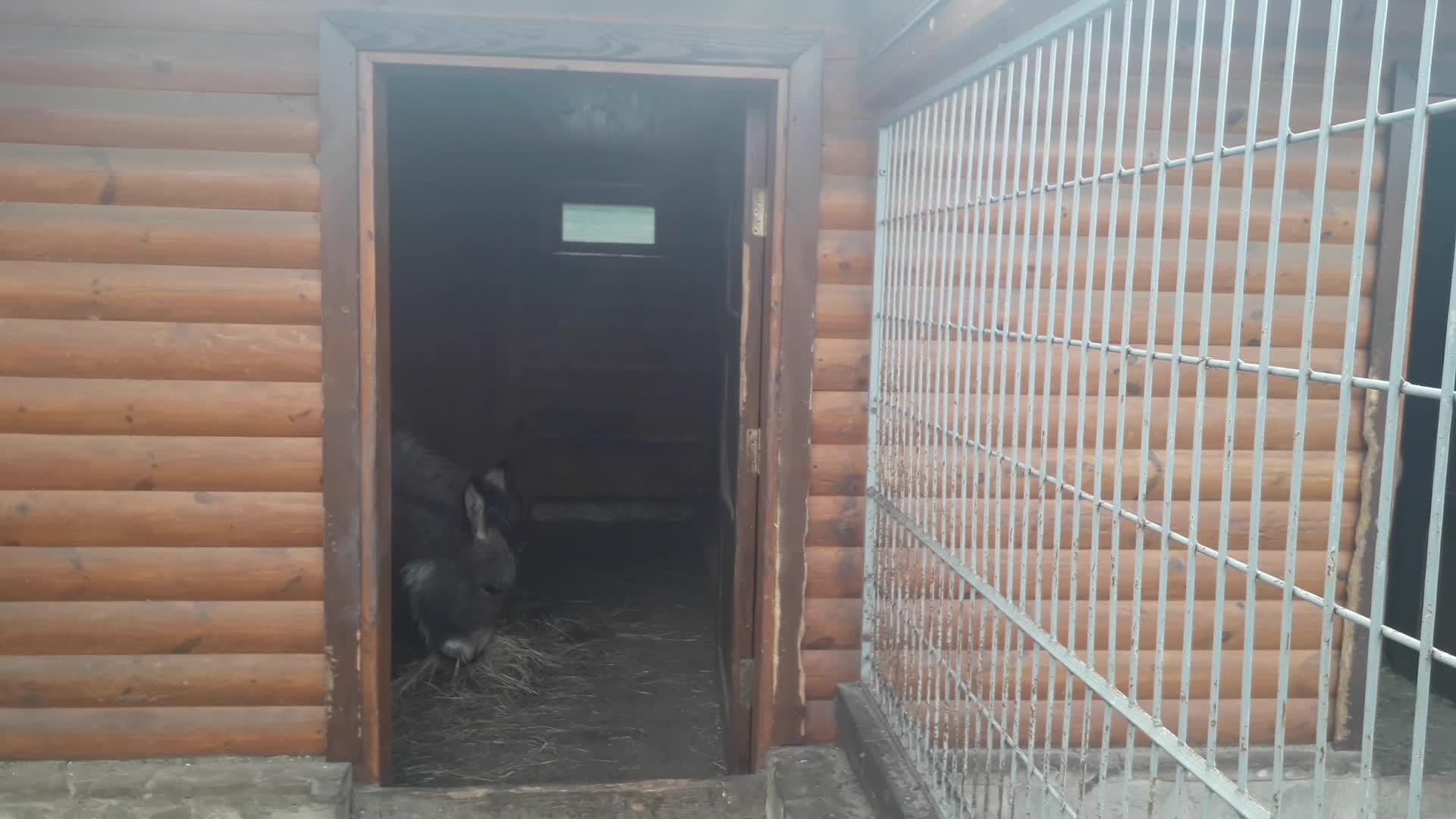 驴子在谷仓里吃稻草视频的预览图