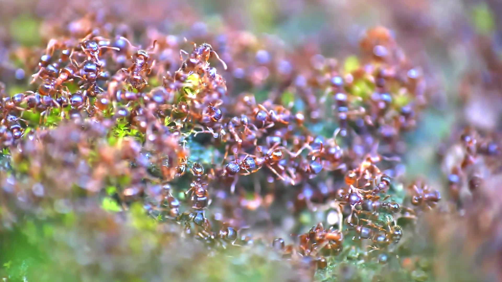 地面上的大型蚂蚁慢动作视频的预览图