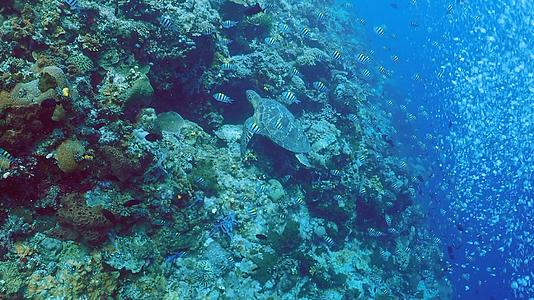 海底世界海龟4K实拍视频的预览图