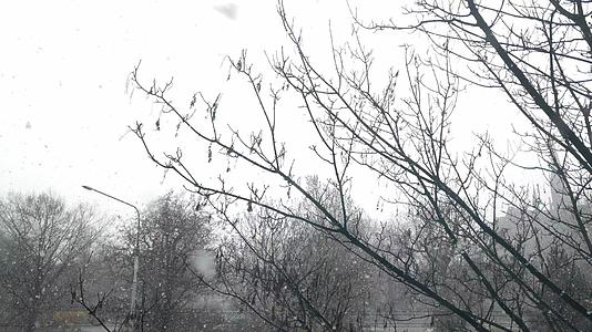 春天下雪时的风景视频的预览图