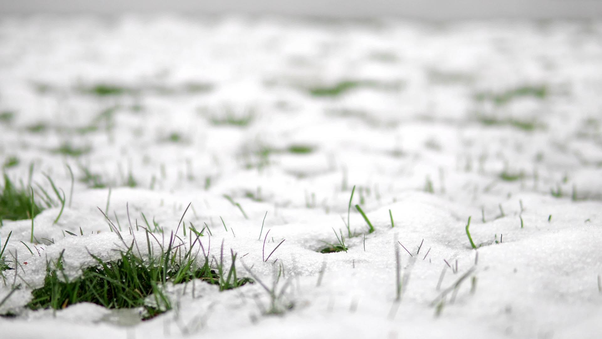 慢慢地穿过又长又宽的春雪封顶在一片绿草之刃上视频的预览图
