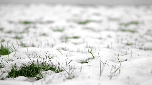 慢慢地穿过又长又宽的春雪封顶在一片绿草之刃上视频的预览图