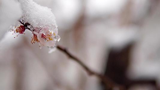 一种罕见的现象是春天的雪雪躺在开花的苹果树的树枝上视频的预览图