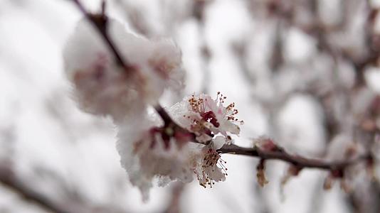 一种罕见的现象是春天的雪雪躺在开花的苹果树的树枝上视频的预览图