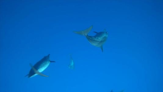 海洋里的海豚1080p视频的预览图