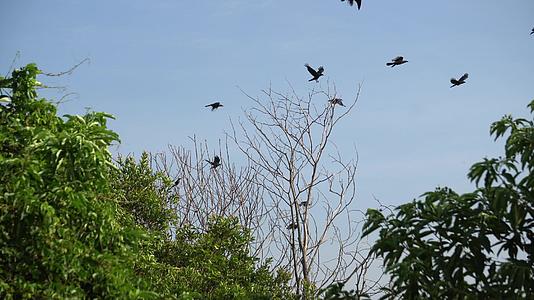 乌鸦群在树上飞翔视频的预览图