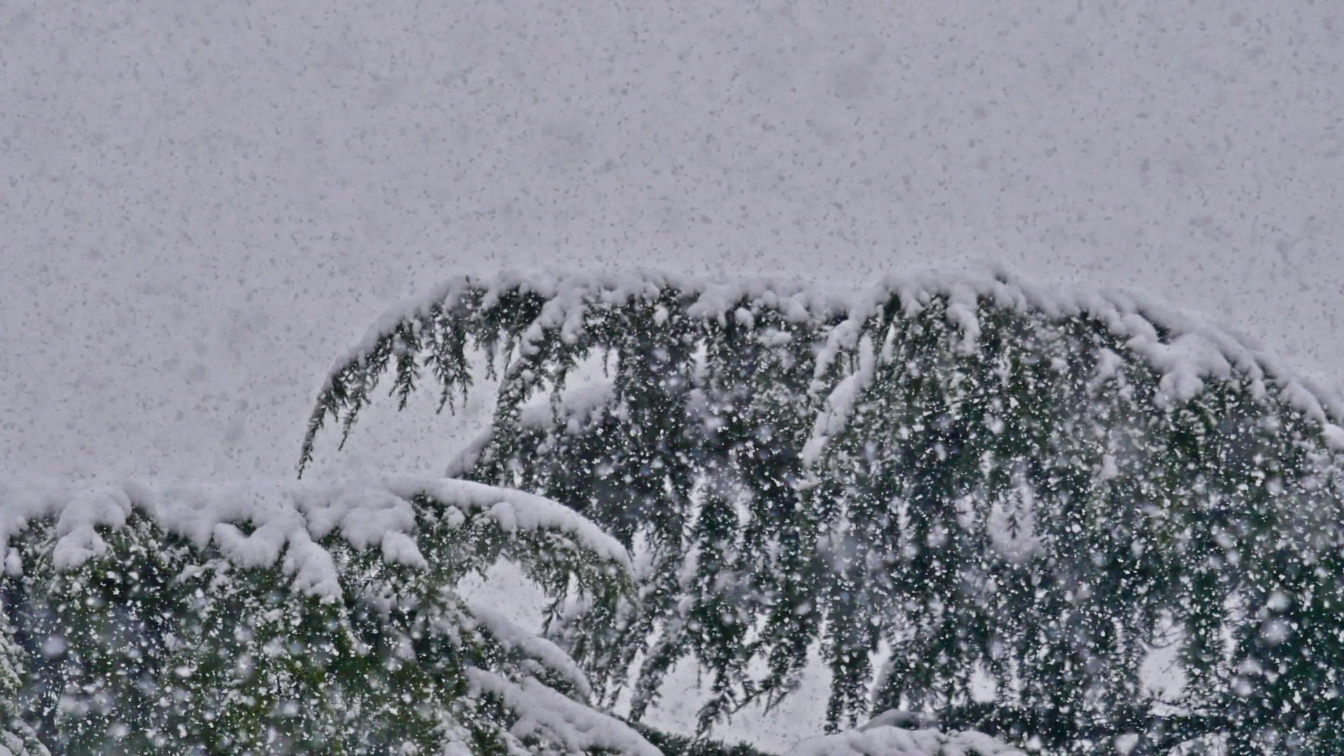 松树的果实下了大雪视频的预览图