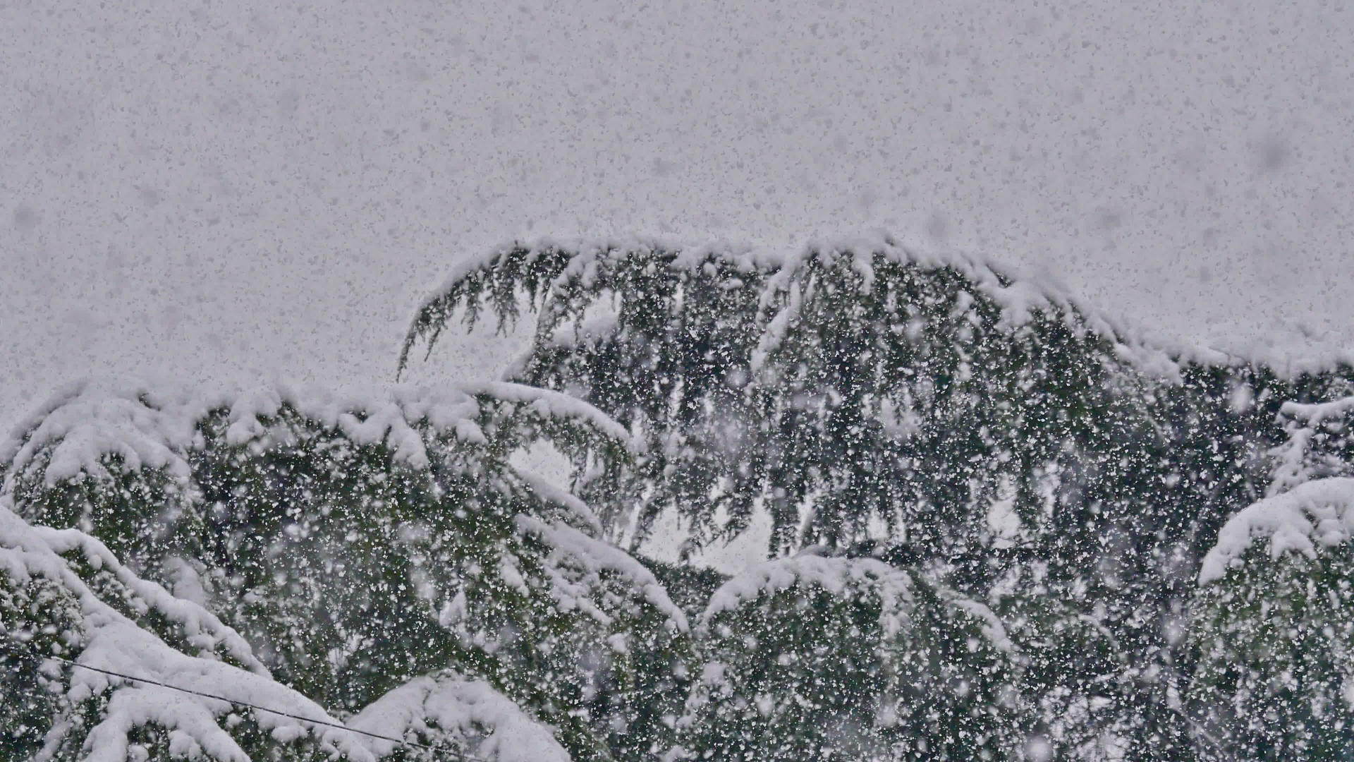 松树的果实下了大雪视频的预览图