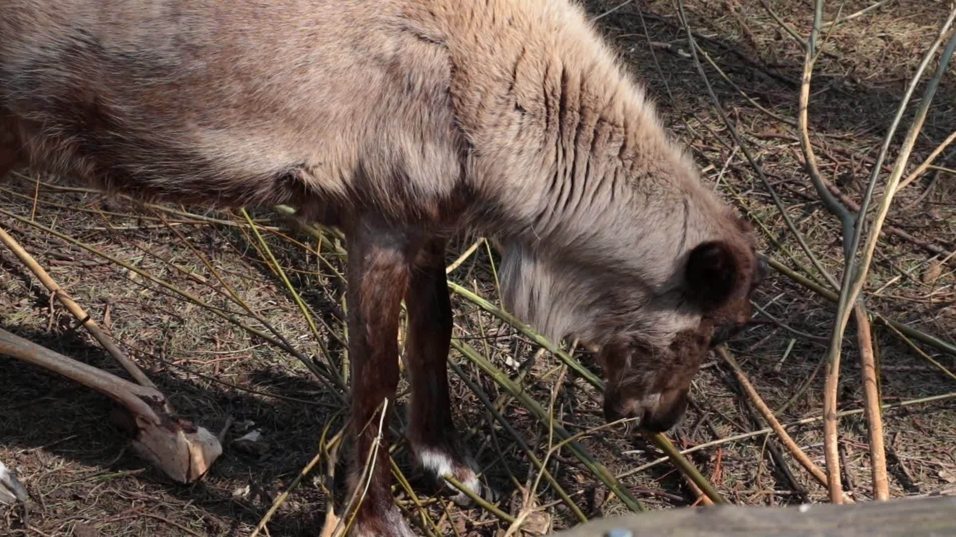 一只没有角的鹿吃年轻的树皮和树枝视频的预览图