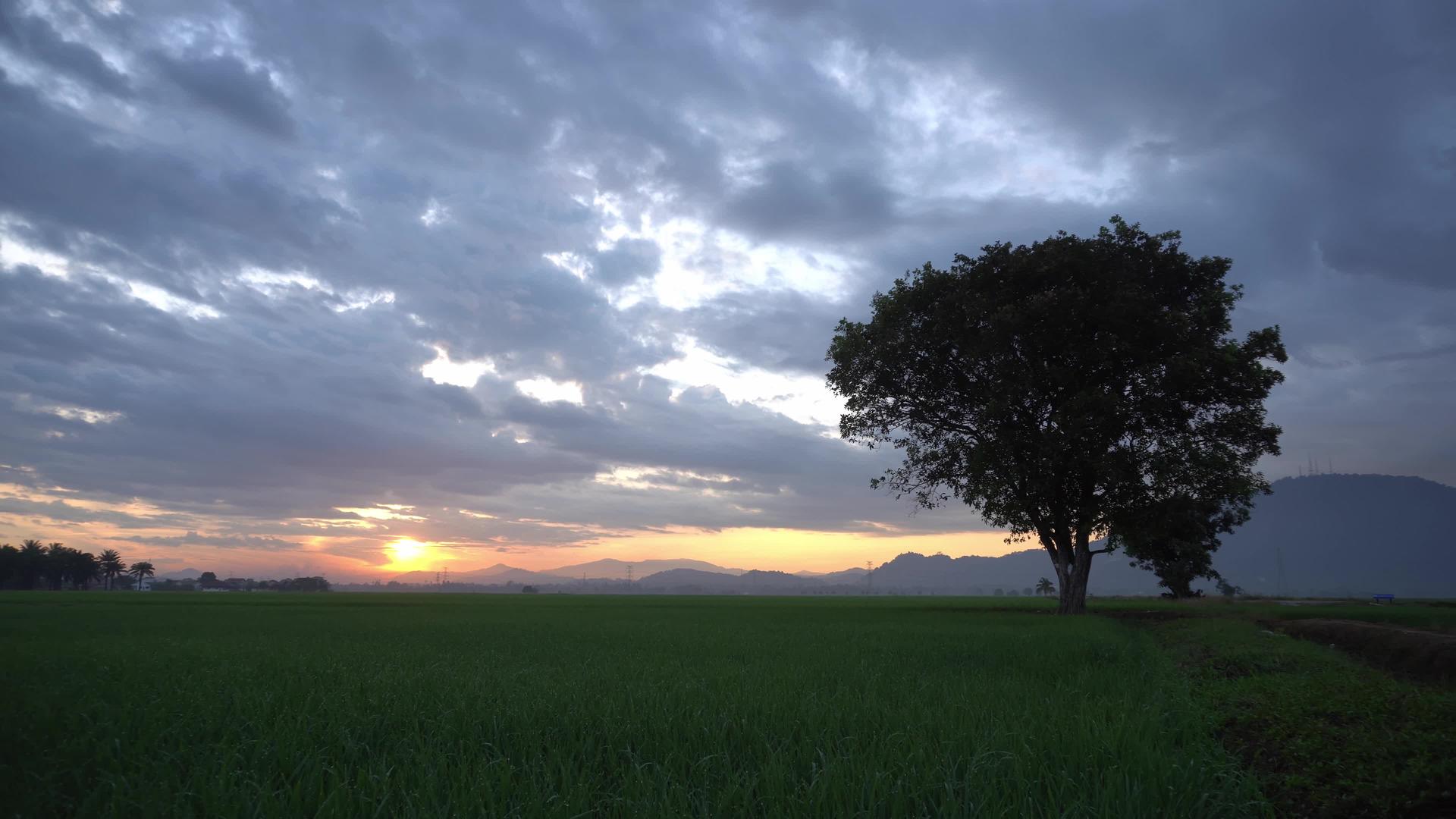 穿过稻田和树木视频的预览图