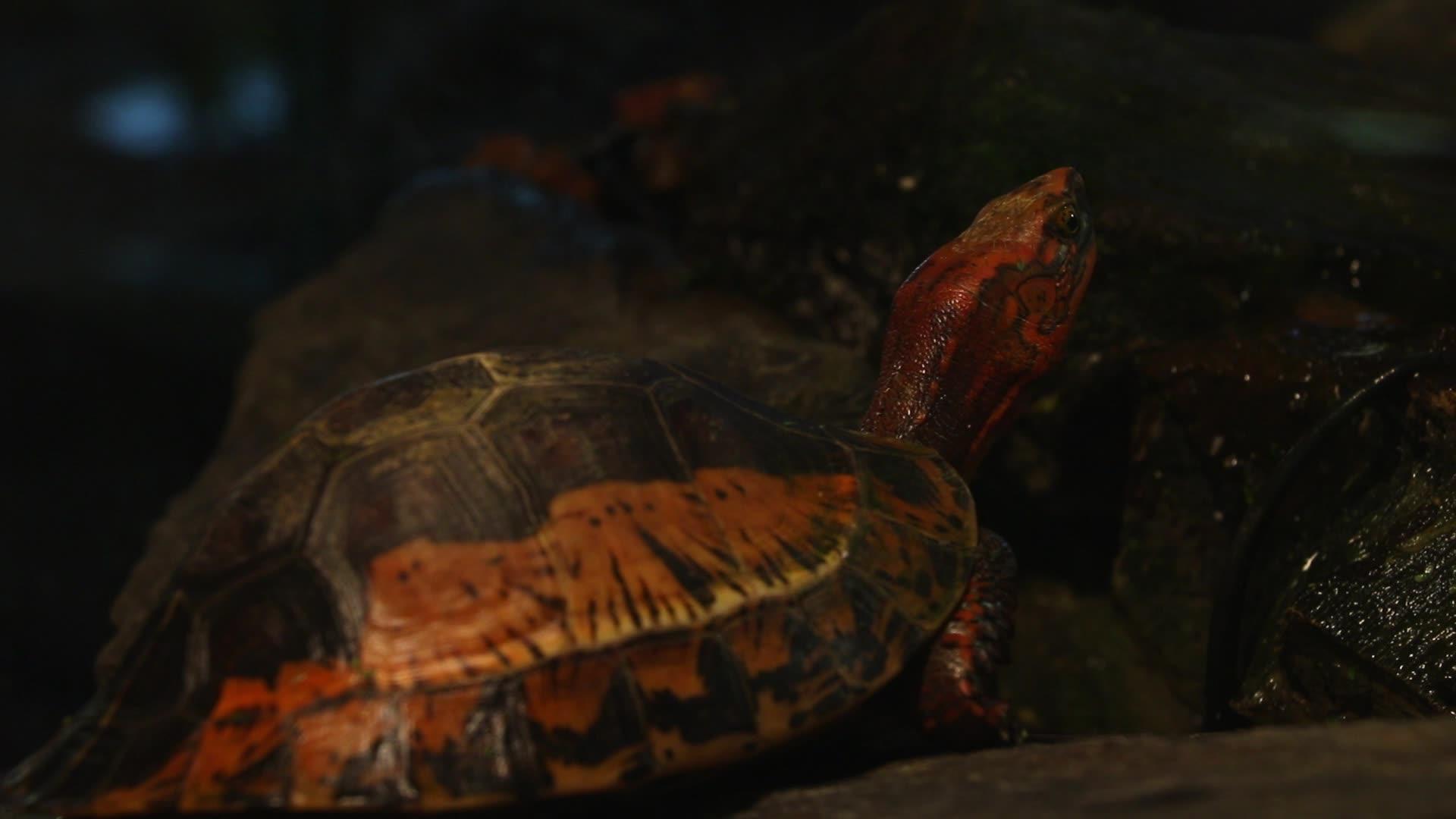 一只红龟紧紧地缠在脖子上视频的预览图