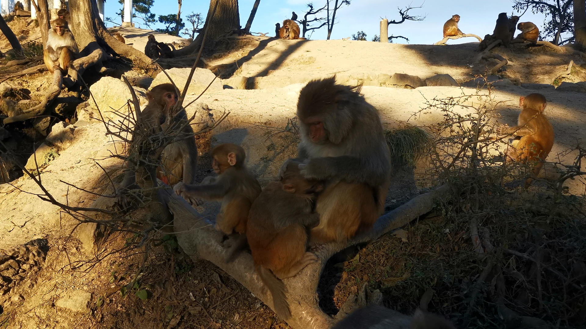 4K实拍野外猴群视频的预览图