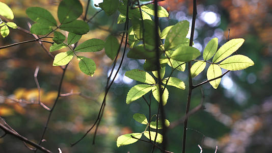 树叶风景4K视频的预览图