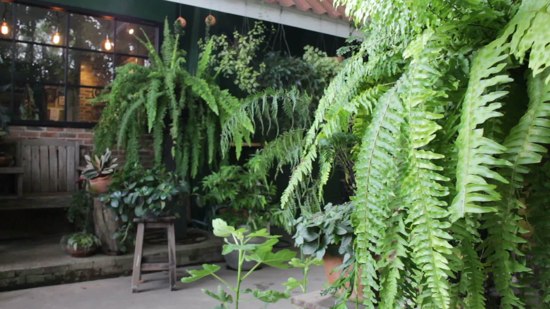 装饰在花园里的绿叶视频的预览图