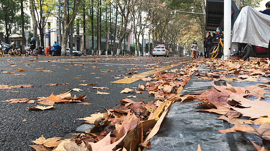 城市秋季落满金黄树叶的道路4k秋天素材的预览图