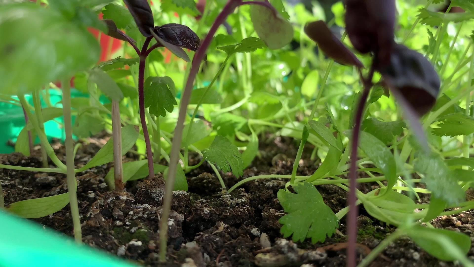 种植绿色植物视频的预览图