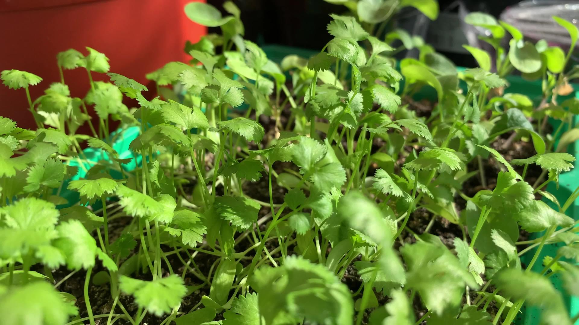 在自己的阳台上种植蔬菜素食的概念视频的预览图