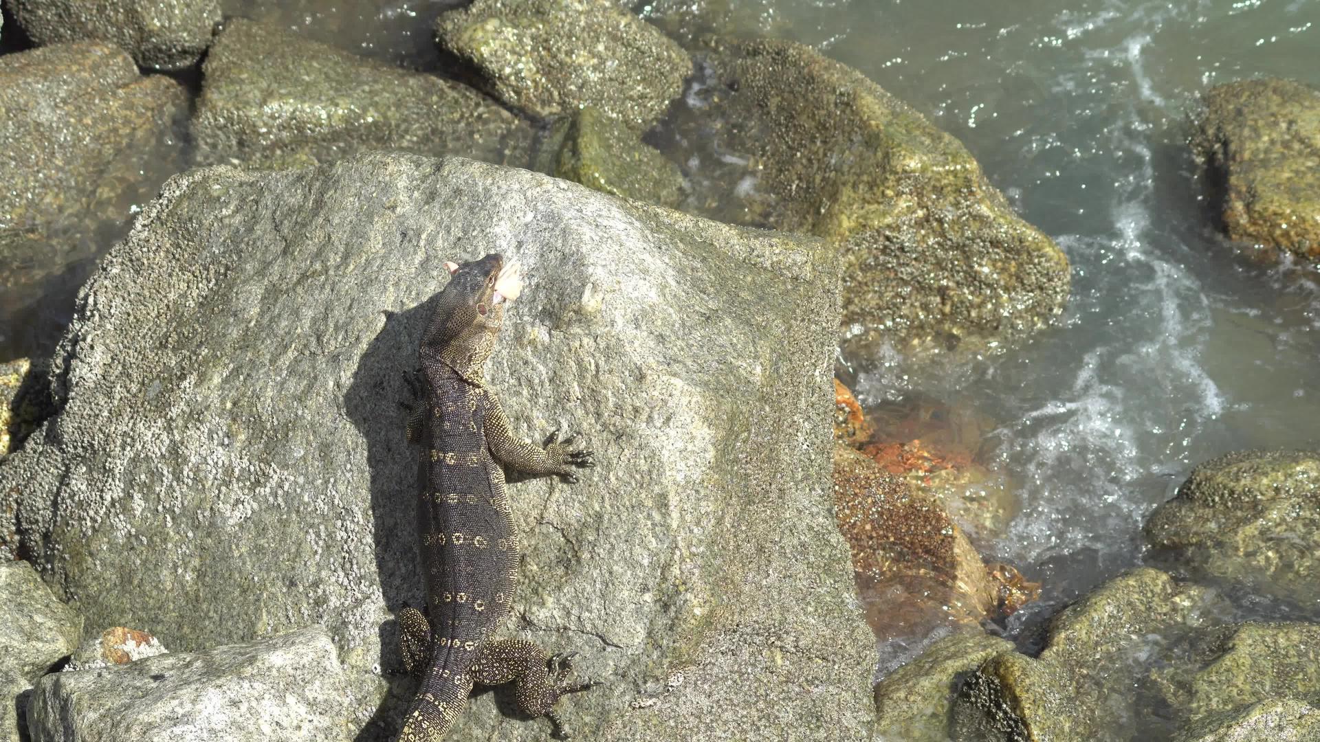 蜥蜴在岩石上咬肉视频的预览图