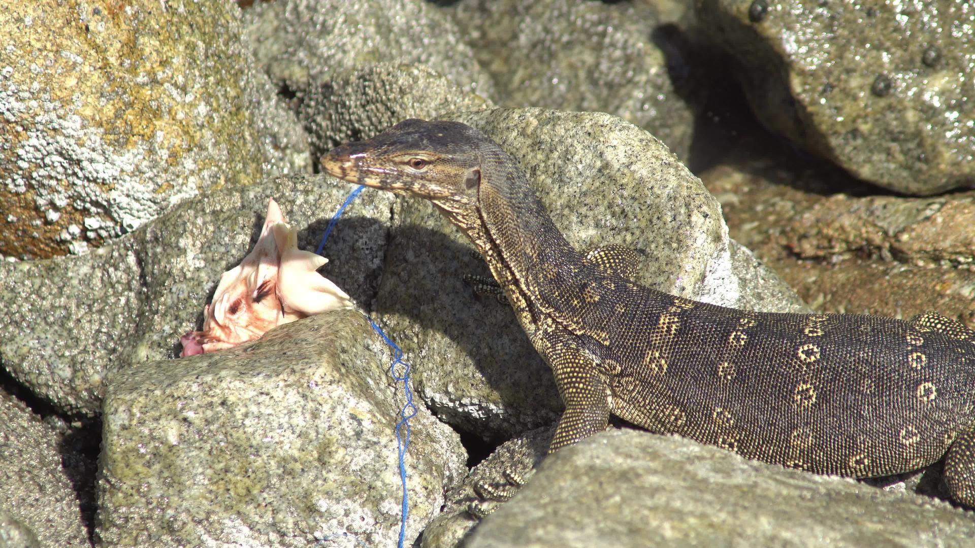 蜥蜴在岩石上发现肉视频的预览图